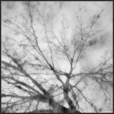 Reflecting Tree-Wendover-WEND-13802-Wall Art-1-France and Son