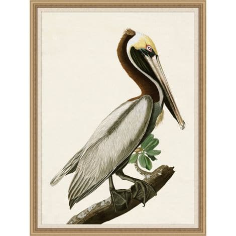 Audubons Brown Pelican-Wendover-WEND-28189-Wall Art-1-France and Son