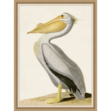Audubons White Pelican-Wendover-WEND-28191-Wall Art-1-France and Son