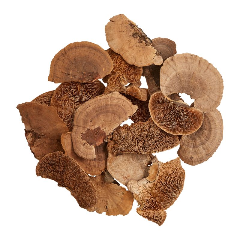 Dried Sponge Mushroom-Accent Decor-ACCENT-29975-Decorative ObjectsSmall-Natural-1-France and Son