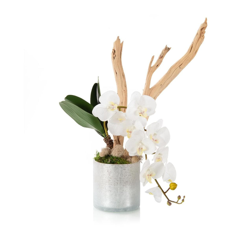 Branchy Ghost Wood Orchid-John Richard-JR-JRB-4908-Planters-1-France and Son