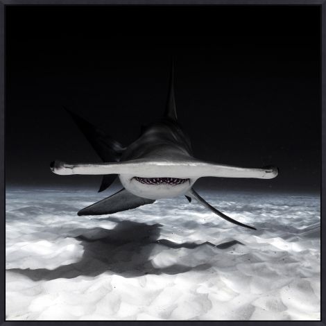 Great Hammerhead Shark-Wendover-WEND-WMS0261-Wall Art-1-France and Son