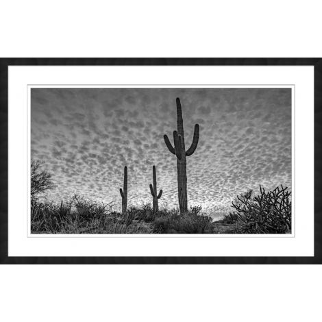 Three Cacti-Wendover-WEND-CK0433-Wall Art-1-France and Son