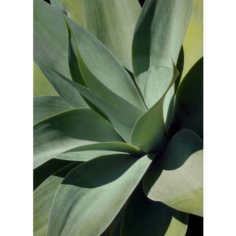 Shadow Agave Acrylic 1-Wendover-WEND-CK0508-Wall Art-1-France and Son