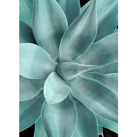 Shadow Agave Acrylic 2-Wendover-WEND-CK0509-Wall Art-1-France and Son