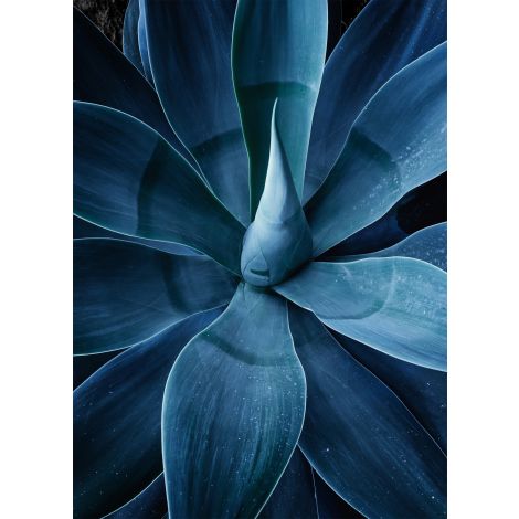 Shadow Agave Acrylic 3-Wendover-WEND-CK0510-Wall Art-1-France and Son