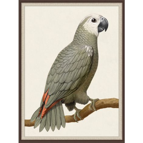 Gray Parrot 1-Wendover-WEND-LA2322-Wall Art-1-France and Son