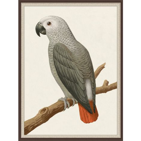 Gray Parrot 2-Wendover-WEND-LA2323-Wall Art-1-France and Son