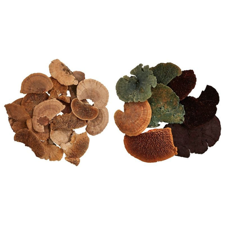 Dried Sponge Mushroom-Accent Decor-ACCENT-29975-Decorative ObjectsSmall-Natural-5-France and Son