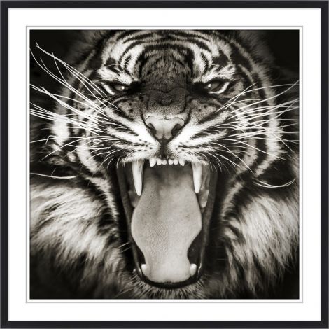 Tiger in Focus 1-Wendover-WEND-WCON183-Wall Art-1-France and Son