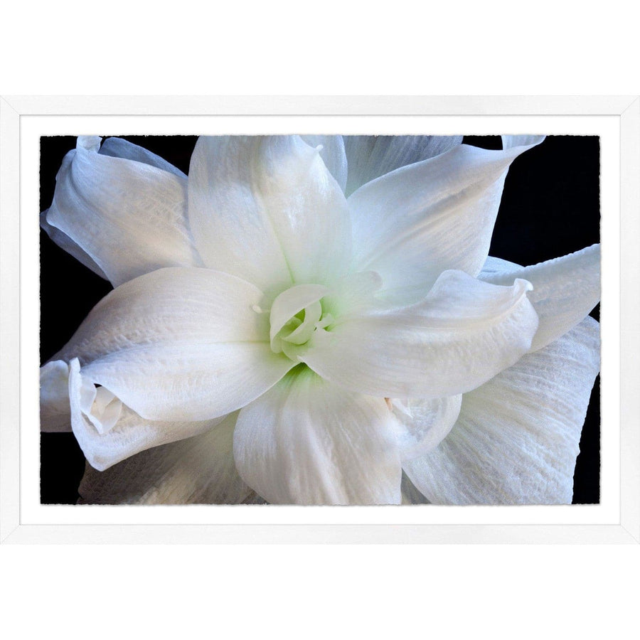 Double White Amaryllis-Wendover-WEND-WLA1591-Wall Art-1-France and Son