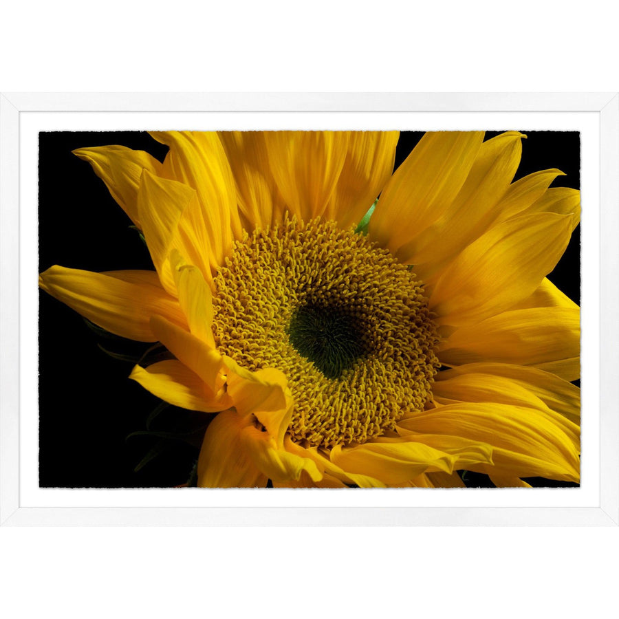 Sunflower-Wendover-WEND-WLA1592-Wall Art-1-France and Son