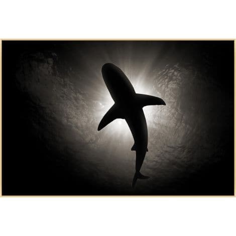 Calm Shark 1-Wendover-WEND-WMS0007-Wall Art-1-France and Son