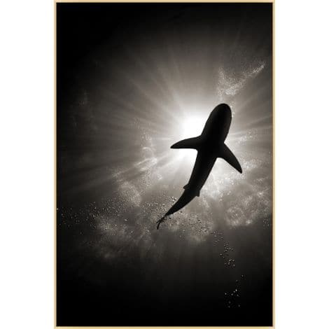 Calm Shark 2-Wendover-WEND-WMS0008-Wall Art-1-France and Son