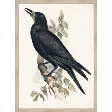 Grand Blackbird-Wendover-WEND-WNT1463-Wall Art-1-France and Son