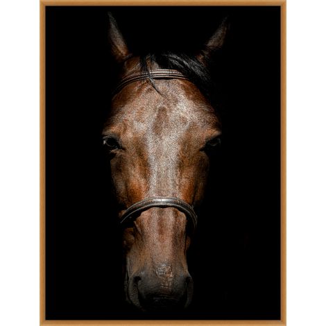 Thoroughbred in Shadow-Wendover-WEND-WPH1913-Wall Art-1-France and Son
