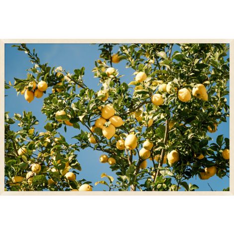 Sunshine Lemon Tree-Wendover-WEND-WTUR0310-Wall Art-1-France and Son