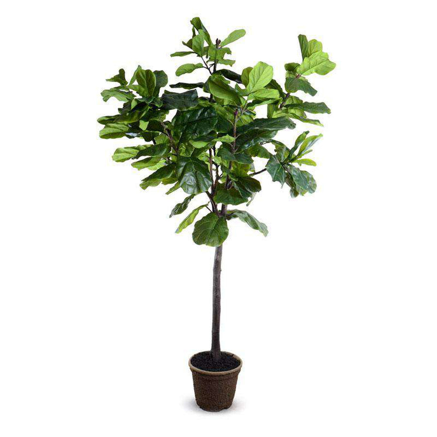 9' Fiddle-Leaf Fig Tree