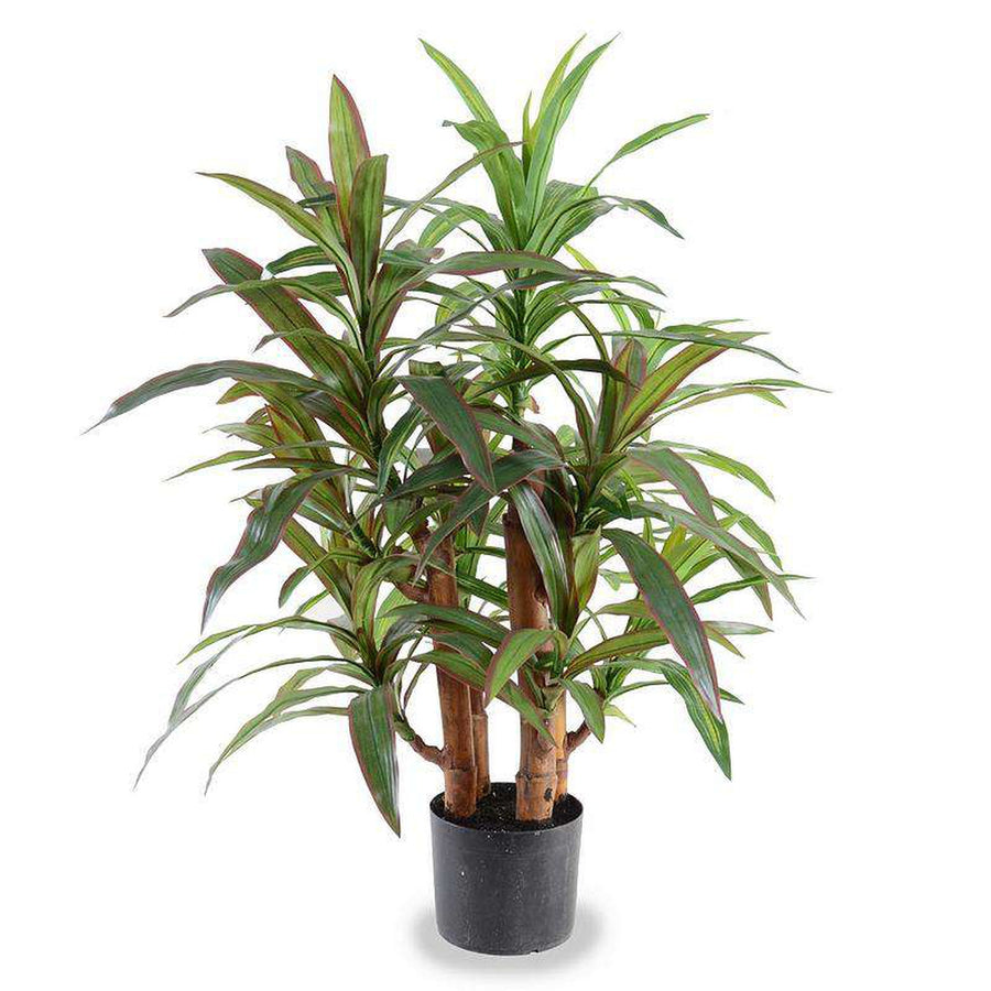 3' Red-green Dracaena Plant