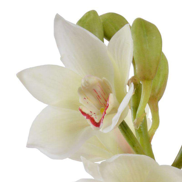 White Cymbidium Orchid Arrangement