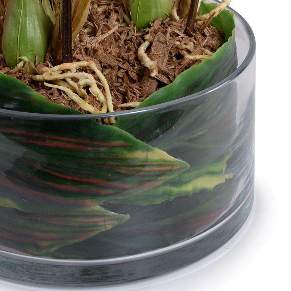 Cymbidium Orchid Leaf It