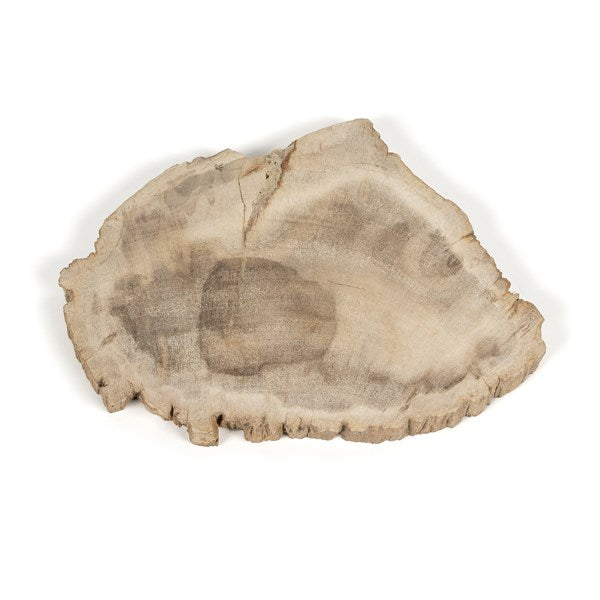 Petrified Wood Slab-Four Hands-FH-232006-002-TraysLight Petrified Wood-2-France and Son