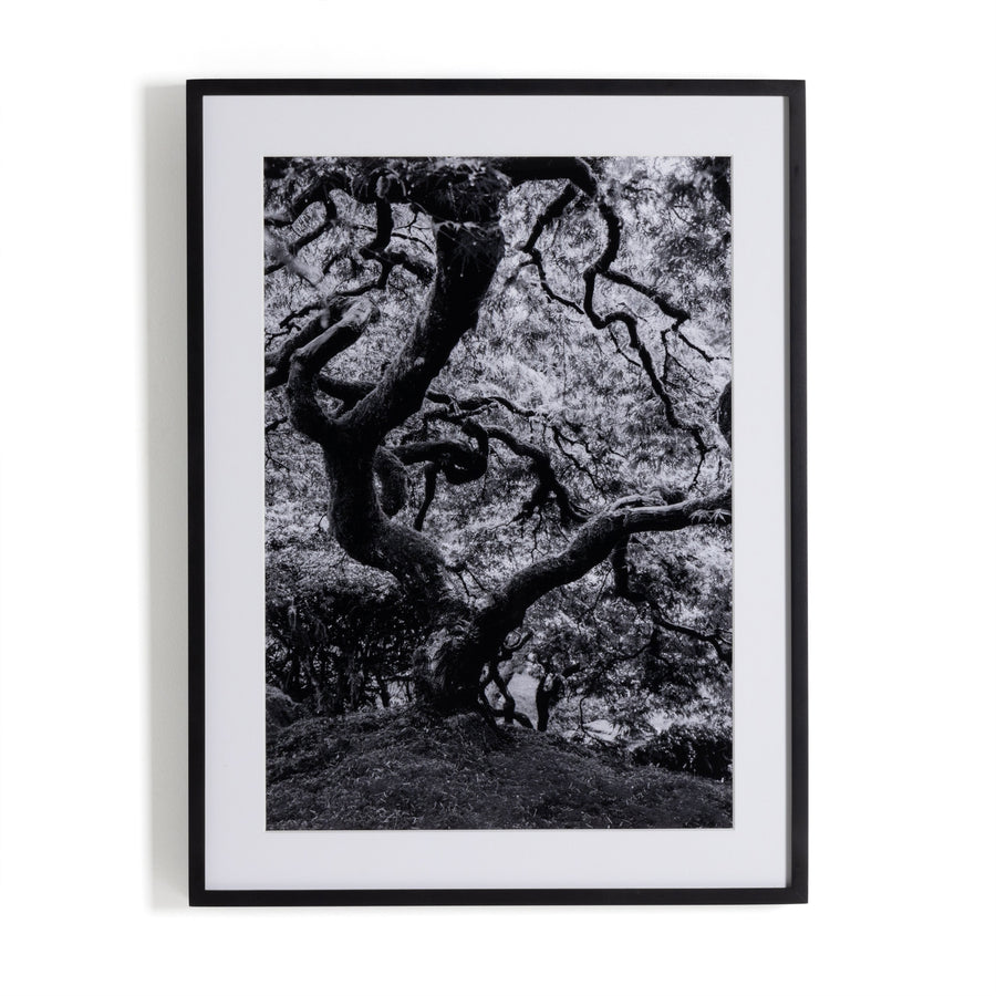 Tree Gaze IV By Coup D'esprit-Four Hands-FH-238423-001-Wall Art-1-France and Son