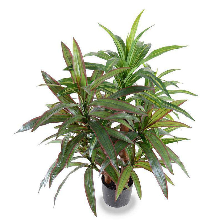 3' Red-green Dracaena Plant