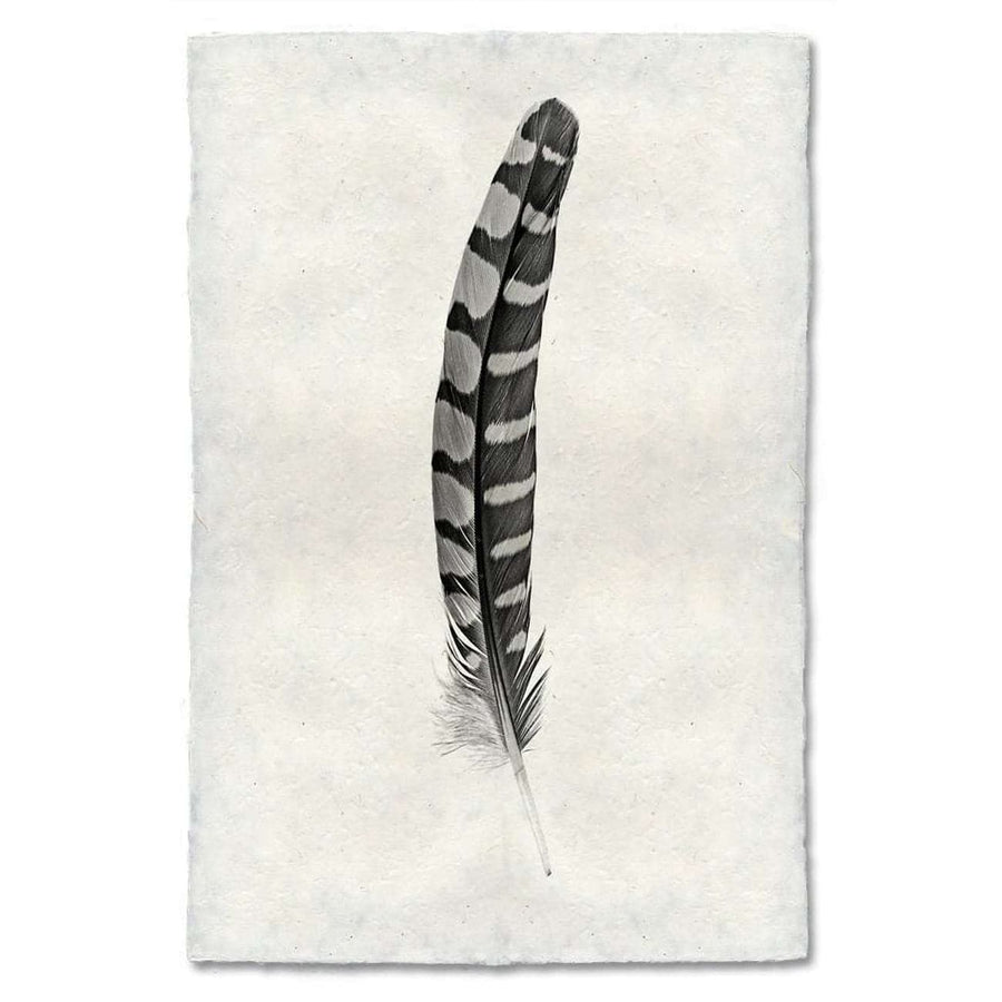 BARLOGA-FeatherStudy#12Print - Feather Study #12 Print 