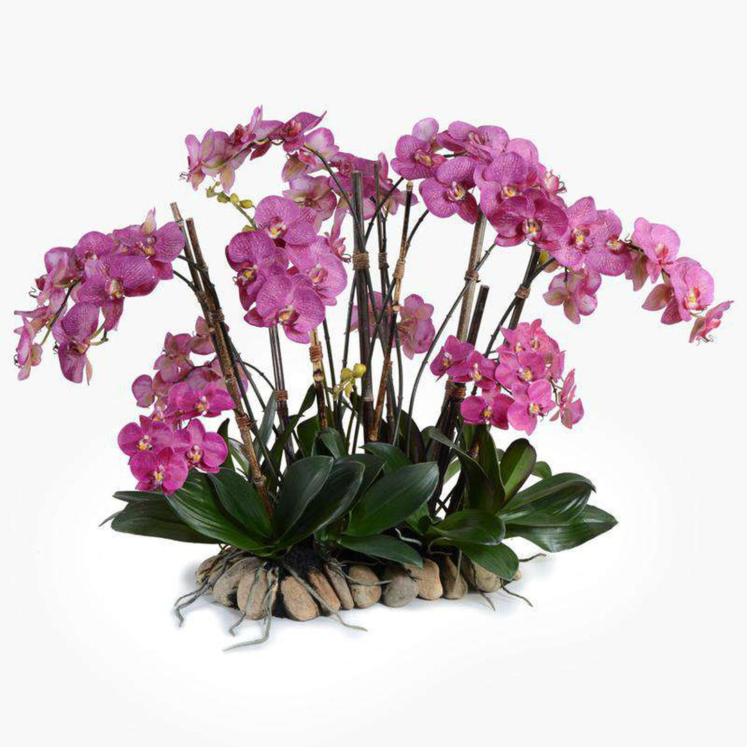 Phalaenopsis Flowerscapes_1