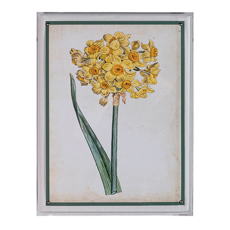 Narcissus Artwork-Port 68-PORT-ACJS-312-162-Wall DecorI-1-France and Son