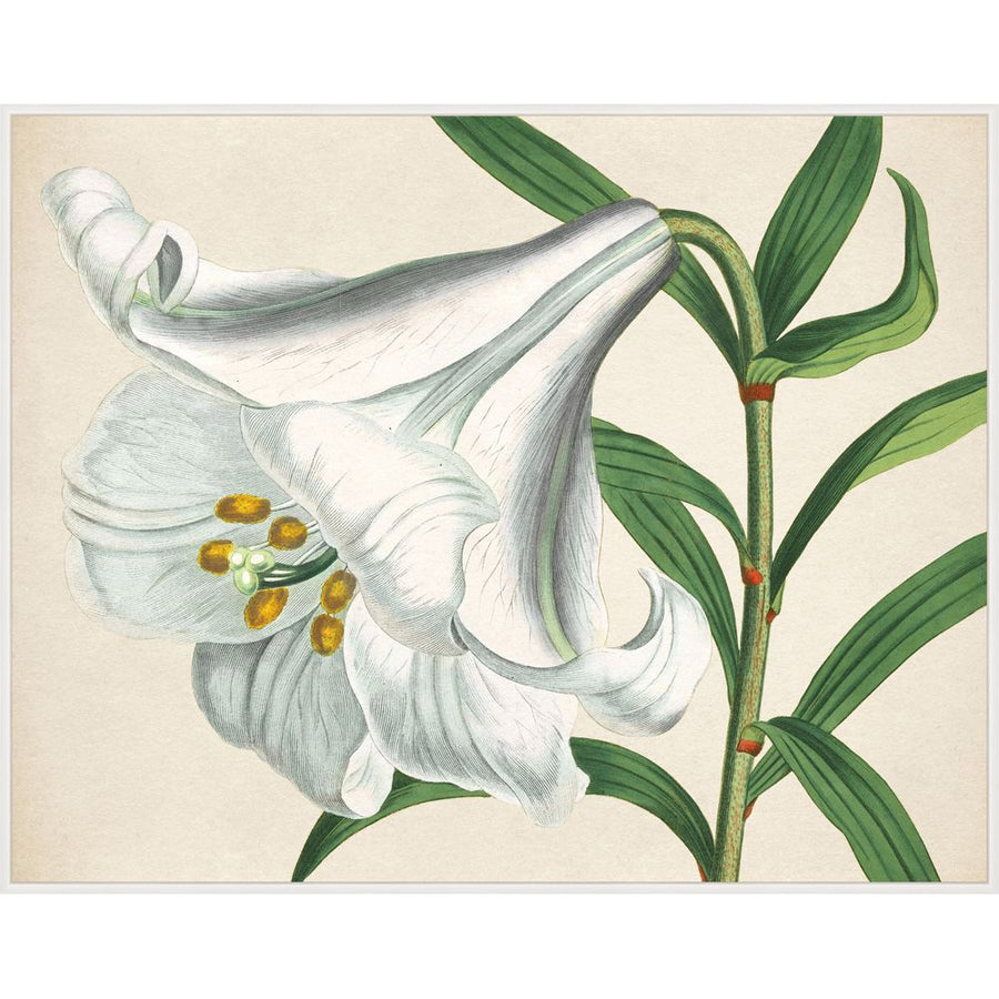 White Blooms-Wendover-WEND-LA2340-Wall Art1-1-France and Son
