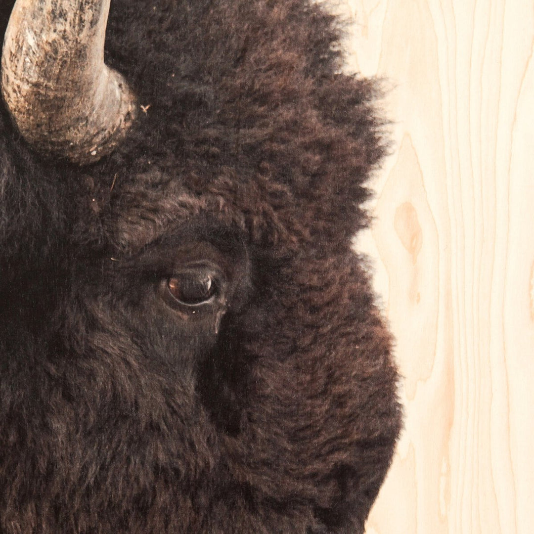 American Bison By Getty Images - 40"X30"