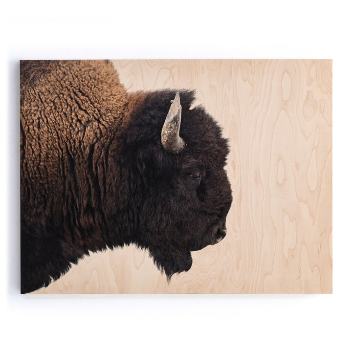 American Bison By Getty Images - 40"X30"