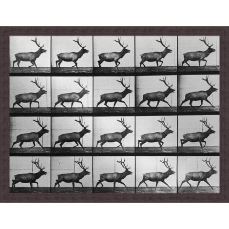 Elk in Motion-Wendover-WEND-14690-Wall Art-1-France and Son