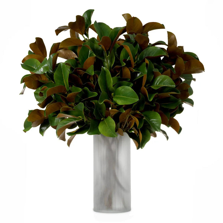 Bundle Of Magnolia Leaves 24 Pcs - image 1