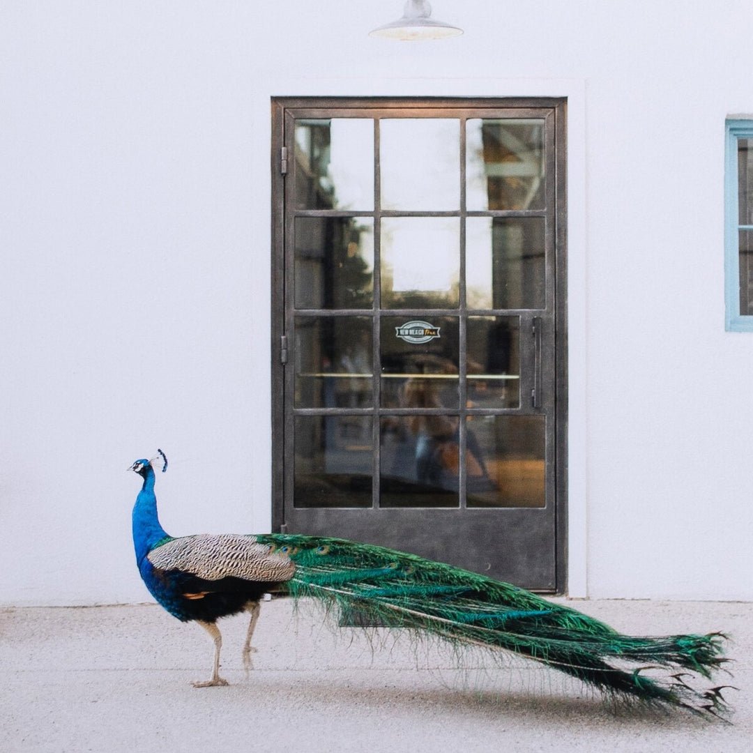 Peacock By Sarah Ellefson - 36"X48"