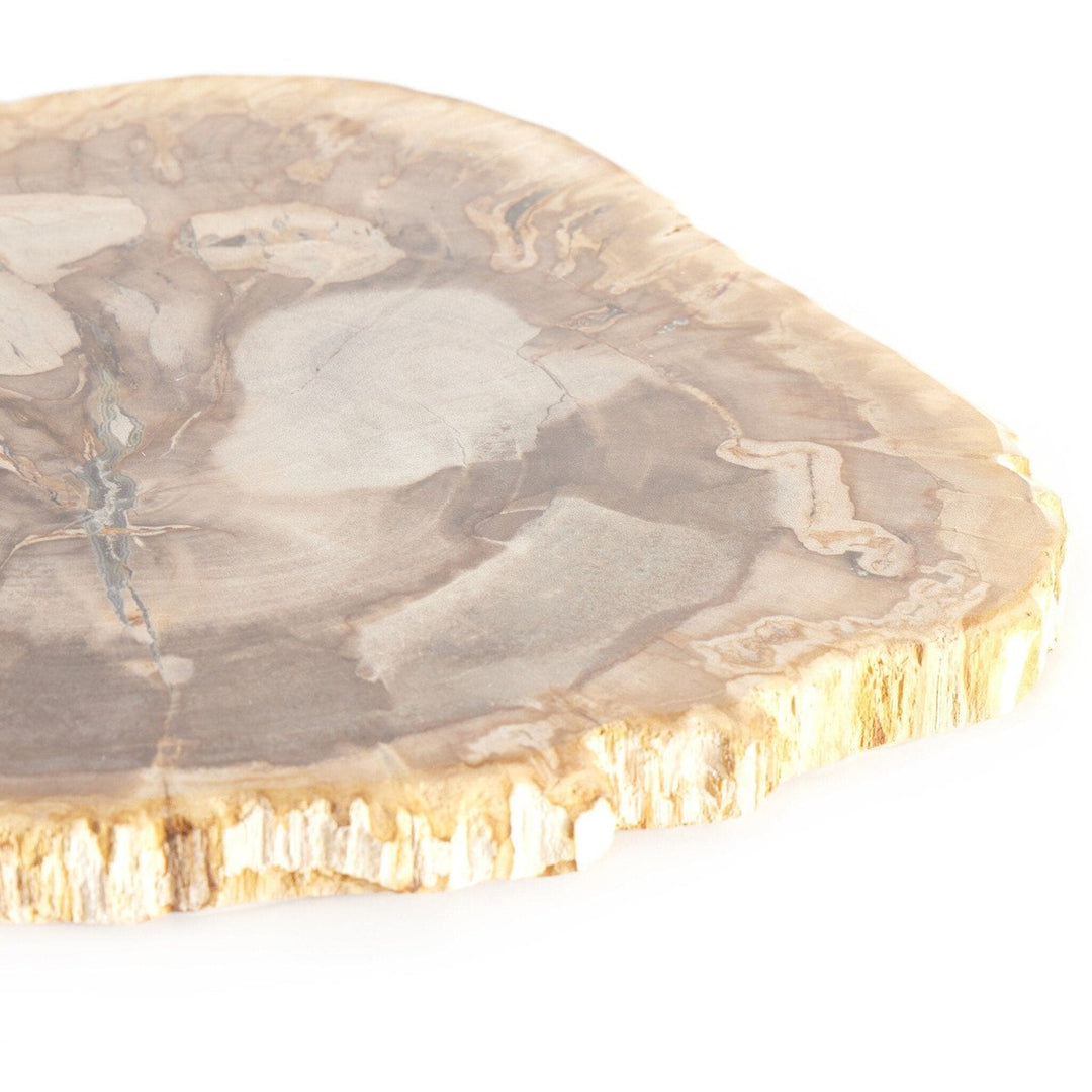 Ancient Wood Slab - Light Petrified Wood