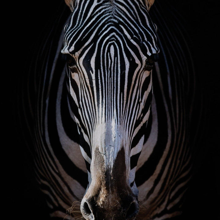 Wild Stare by Getty Images - Vertical Grain White Oak Floater