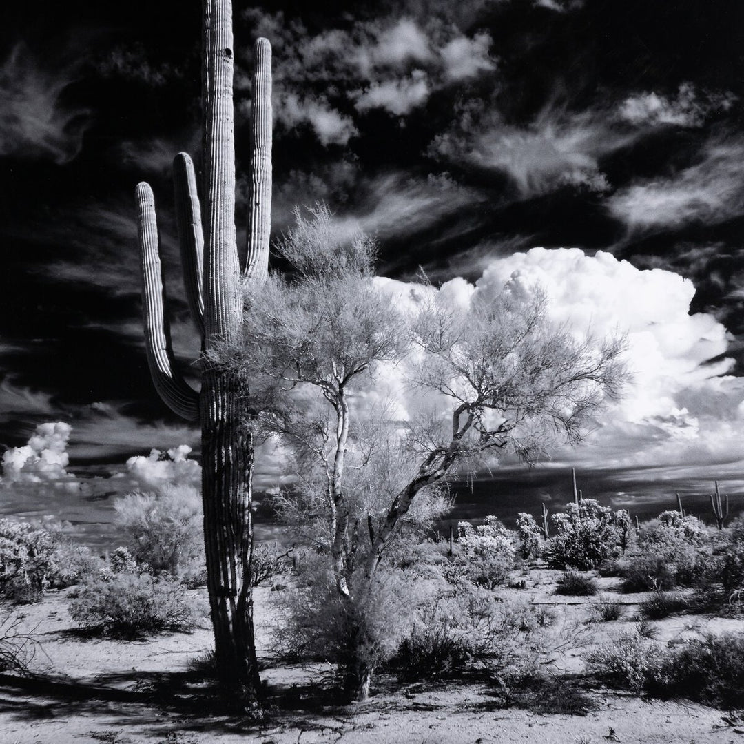 Sonoran Desert By Getty Images - 24"X32"