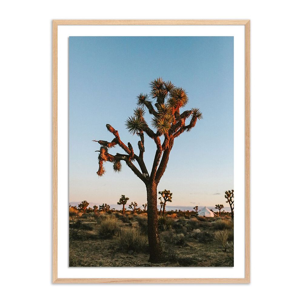 Wall Art Camp Sunrise/Joshua Tree By Wesley And Emma Teague - 40"X60" - White Oak - Framed Paper