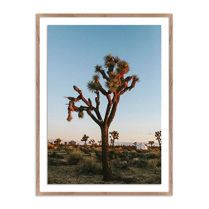 Wall Art Camp Sunrise/Joshua Tree By Wesley And Emma Teague - 24"X32" - Rustic Walnut - Framed Paper