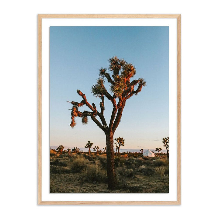 Wall Art Camp Sunrise/Joshua Tree By Wesley And Emma Teague - 30"X40" - White Oak - Framed Paper
