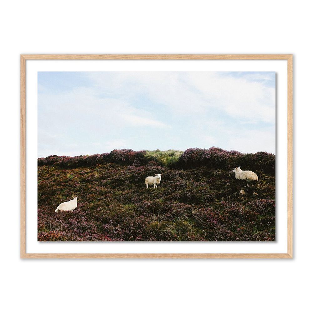 Wall Art Sheep In Heather By Wesley And Emma Teague - 40"X30" - White Oak
