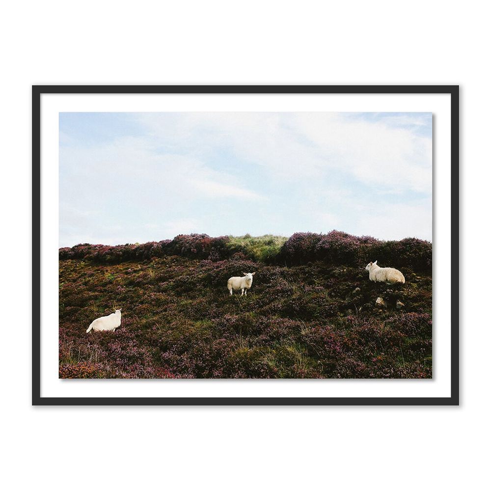 Wall Art Sheep In Heather By Wesley And Emma Teague - 32"X24" - Black Maple