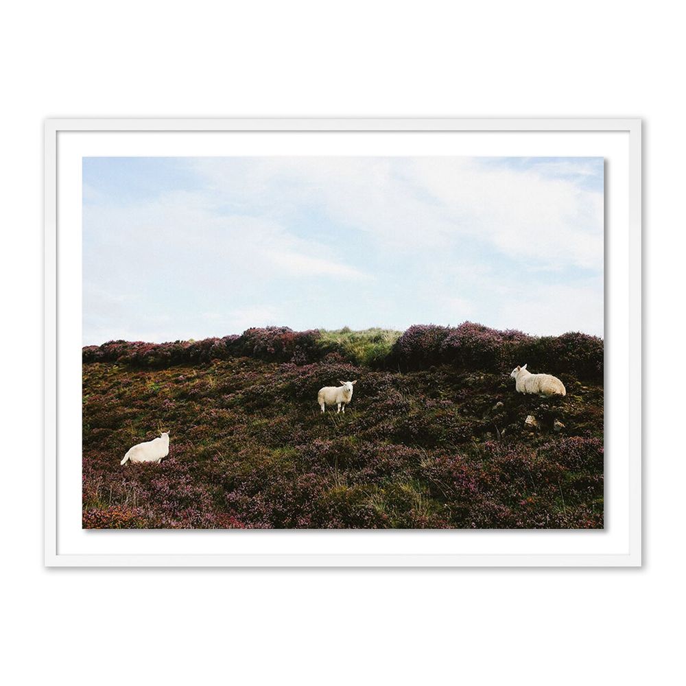 Wall Art Sheep In Heather By Wesley And Emma Teague - 40"X30" - White Maple