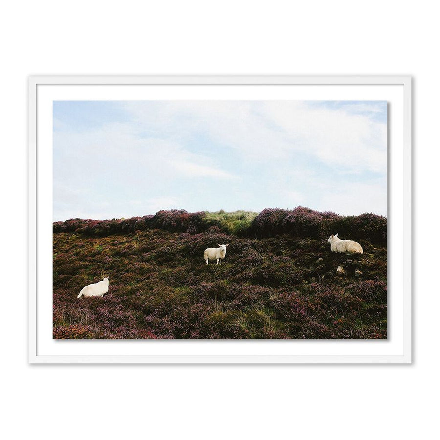 Wall Art Sheep In Heather By Wesley And Emma Teague - 40"X30" - White Maple