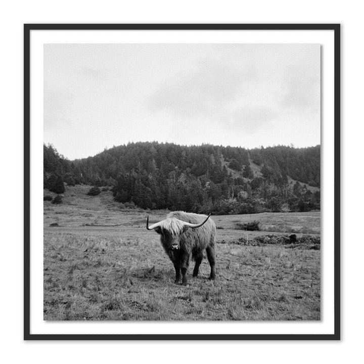 Wall Art Highlander / Elk, Ca By Wesley And Emma Teague - 32"X32" - Black Maple - Framed Paper