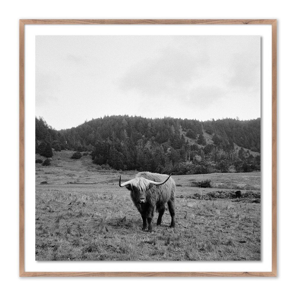 Wall Art Highlander / Elk, Ca By Wesley And Emma Teague - 40"X40" - Rustic Walnut - Framed Paper
