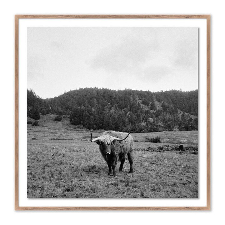 Wall Art Highlander / Elk, Ca By Wesley And Emma Teague - 40"X40" - Rustic Walnut - Framed Paper